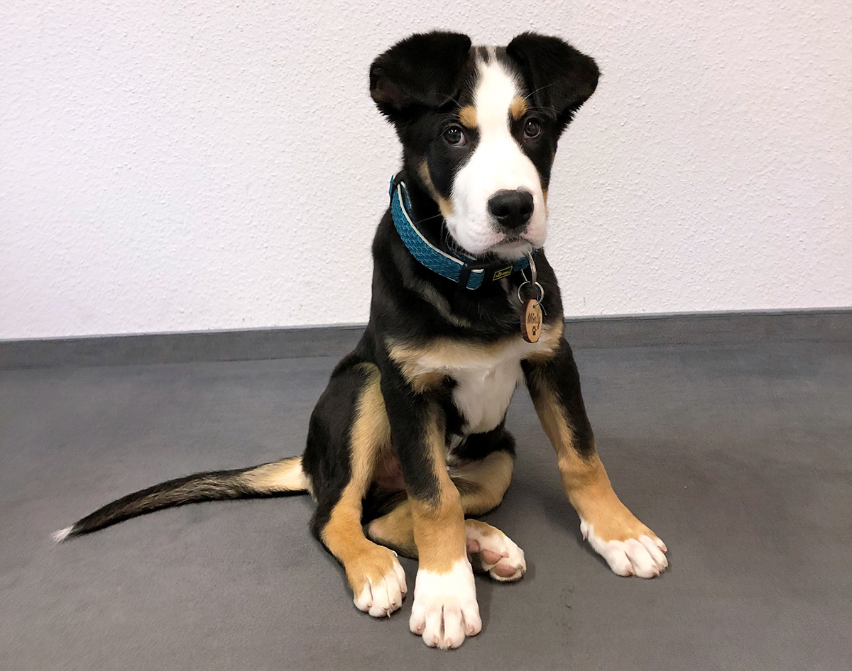 Unser neuer Mitarbeiter